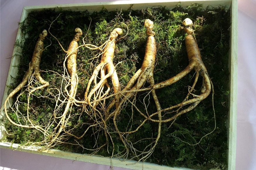Du ginseng français pour vos compléments alimentaires ? C’est désormais possible