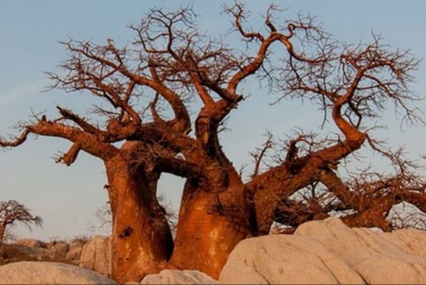 L'écorce, les feuilles, les fruits, les graines et les racines de Baobab peuvent maintenant être utilisés dans les compléments alimentaires.
